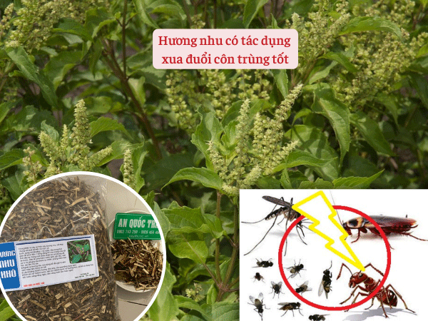 Hương nhu có công dụng chống công trùng và muỗi hiệu quả