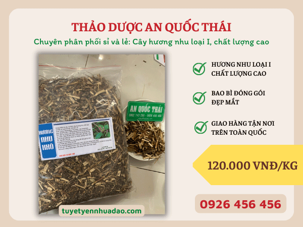 Thảo dược An Quốc Thái - địa chỉ cung cấp sỉ và lẻ cây hương nhu hàng đầu Việt Nam