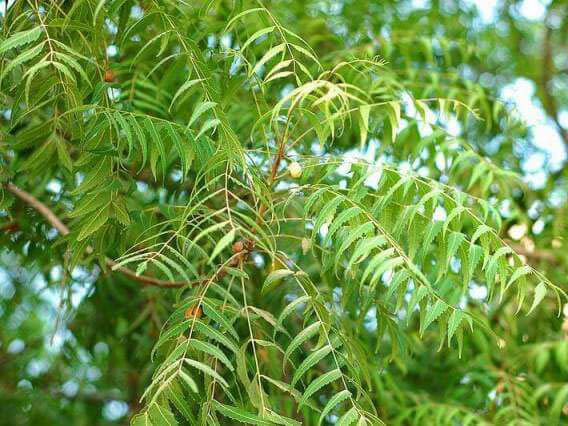 Cây neem Ấn Độ